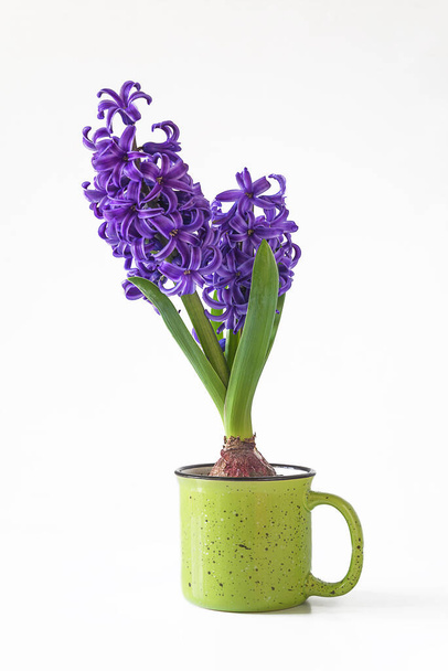 Beautiful blooming blue hyacinth flower in green mug isolated on white - Photo, Image