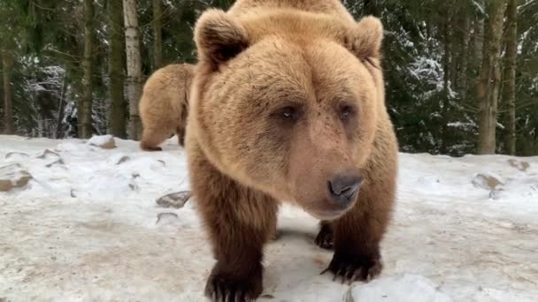 Un oso adulto en un bosque nevado. Oso pardo en el fondo del bosque de invierno. Centro de rehabilitación para osos pardos. Parque Nacional Synevyr. - Imágenes, Vídeo