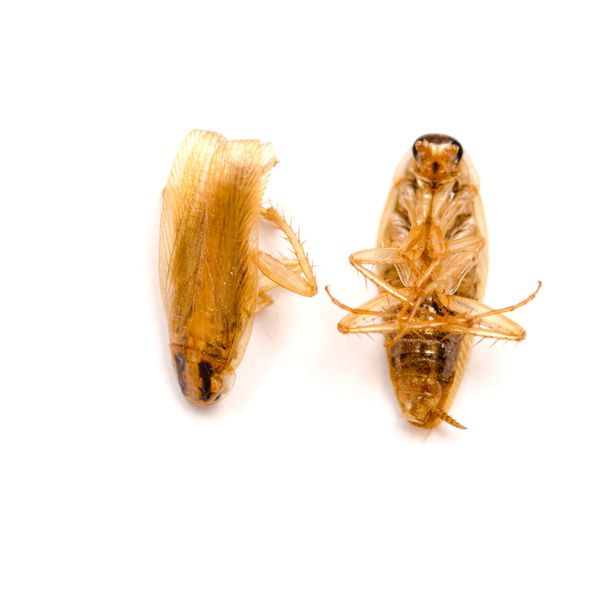 mrtví švábi - Fotografie, Obrázek