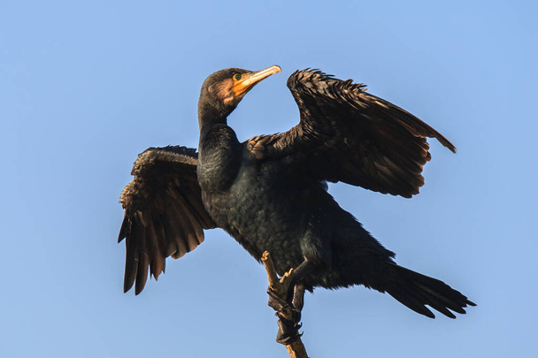 Corvo-marinho com asas abertas no topo do ramo - Foto, Imagem