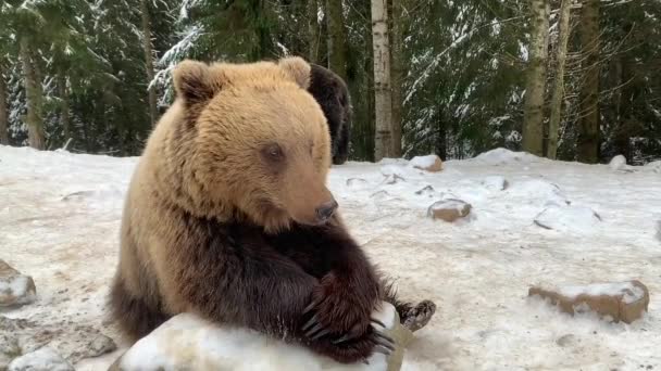 Un oso adulto en un bosque nevado. Oso pardo en el fondo del bosque de invierno. Centro de rehabilitación para osos pardos. Parque Nacional Synevyr. - Metraje, vídeo