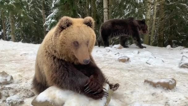 Дорослий ведмідь у сніговому лісі. Коричневий ведмідь на тлі зимового лісу. Центр реабілітації бурих ведмедів. Національний парк Синевір. - Кадри, відео