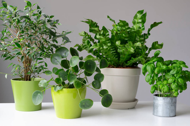 Decorare con piante verdi indoor in vaselle.Quattro diversi tipi di piante verdi. - Foto, immagini