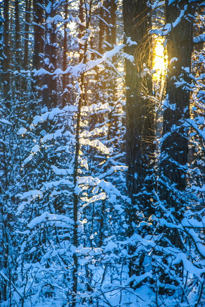 Зимовий пейзаж із засніженим ялиновим лісом. сонячний день, дерева покриті сніговим різдвяним видом. в сонячний день
 - Фото, зображення