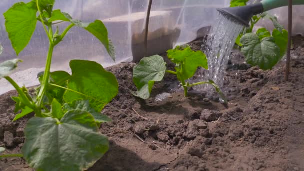 Watering seedling cucumber plant. 4K, slow motion - Footage, Video