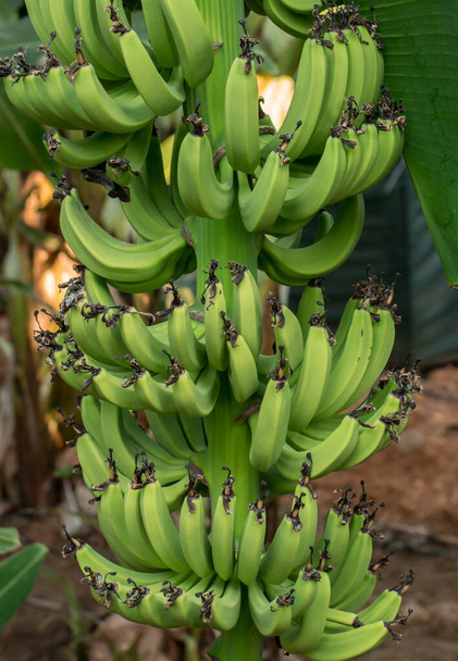 Banana verde jovem orgânica em um ramo em uma árvore. Agrupamento de bananas não maduras em uma árvore - Foto, Imagem