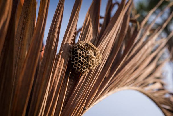 古い乾燥したヤシの木の家のハチの巣は、テクスチャ自然有機屋外の背景を残します - 写真・画像