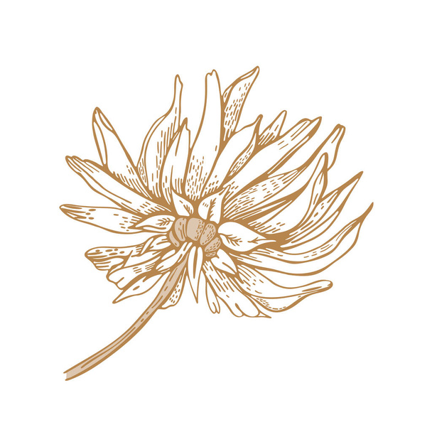 Chrysanthemum flower. Dahlia. Vector illustration. Sketch graphics. - Vetor, Imagem