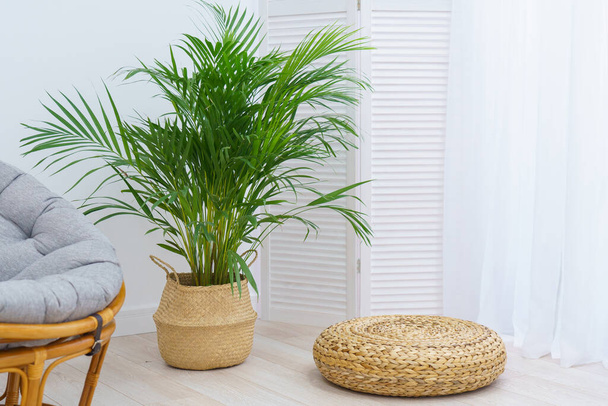 An areca palm tree in a wicker basket pot sits on the floor against a white wall, next to a rattan chair and a wicker footrest. Indoor plant in the home interior of a room in the style of minimalism - 写真・画像