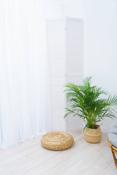 An areca palm tree in a wicker basket pot sits on the floor against a white wall, next to a rattan chair and a wicker footrest. Indoor plant in the home interior of a room in the style of minimalism - Фото, изображение