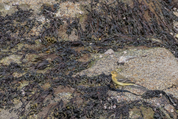 bird grey wagtail perched on rocks with algae - Photo, Image