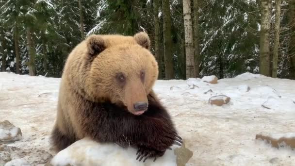 雪に覆われた森の中に熊がいる。ブラウンは冬の森を背景にしています。ヒグマのリハビリテーションセンター。Synevyr国立公園. - 映像、動画