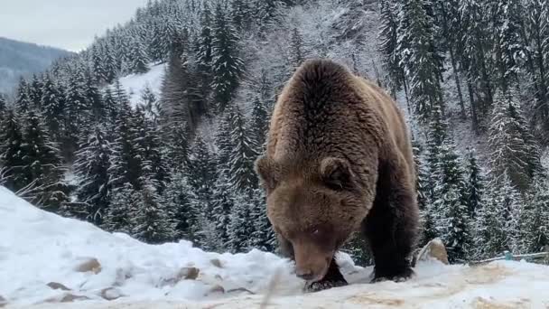 Ein erwachsener Bär in einem verschneiten Wald. Braunbär auf dem Hintergrund des Winterwaldes. Rehabilitationszentrum für Braunbären. Synevyr-Nationalpark. - Filmmaterial, Video