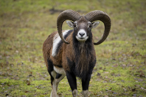 Beautiful ram on a background of grass in the wild - Photo, Image