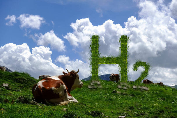 cow lies in a green meadow and looks to the grown hydrogen h2 letters in the nature - Photo, Image