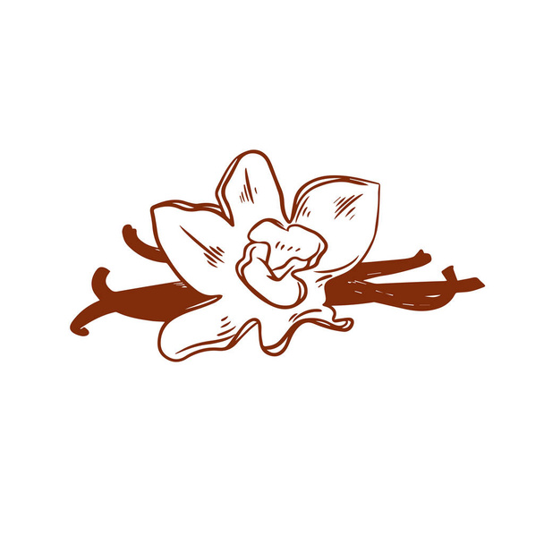 logotipo do ícone de flor de baunilha no vetor mão desenhada estilo isolado no fundo branco - Vetor, Imagem