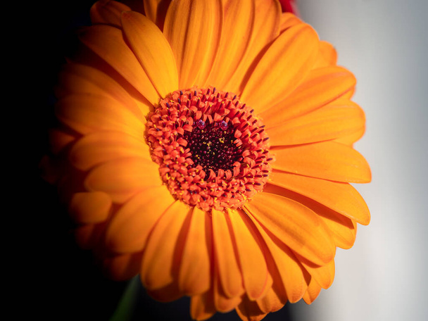 Calendula. Fleurs macro gros plan avec deux gouttes d'eau à l'intérieur - Photo, image