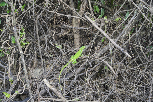 コロンビア、南米の茂みで長い尾の日光浴を持つ非常にカラフルな緑のイグアナトカゲ - 写真・画像