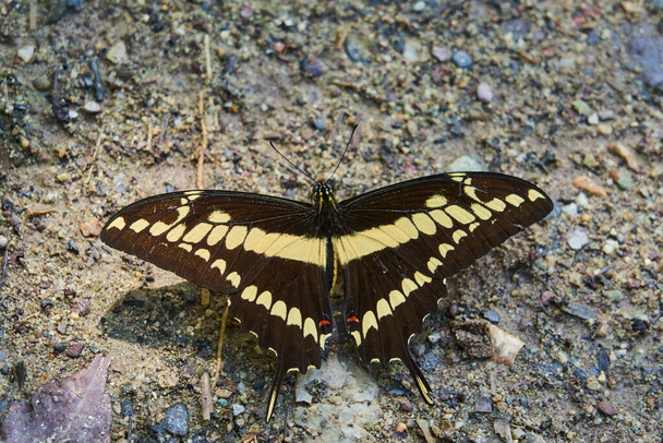 Piękny czarny i żółty motyl z szeroko otwartymi skrzydłami, siedzący na ziemi, Kolumbia, Ameryka Południowa - Zdjęcie, obraz