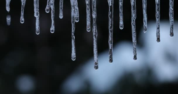 Druppels van smeltende sneeuw, ijspegels smelten, smeltende ijspegels, druppels van smeltende sneeuw, waterdruppels - Video