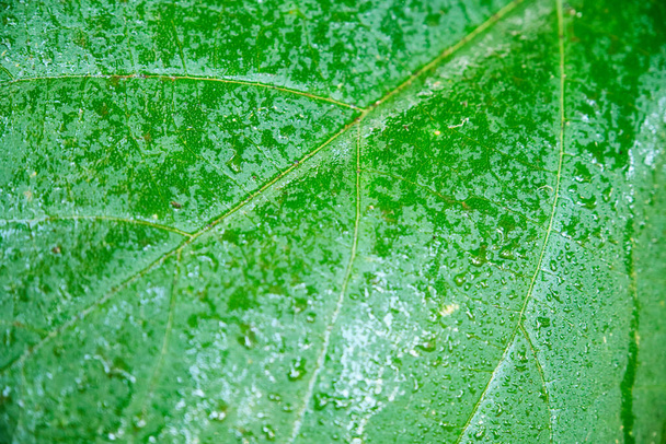 Λεπτομέρεια ενός μεγάλου τροπικού φύλλου μετά τη βροχή με βρόχινο νερό στην επιφάνειά του ως φυσικό πράσινο φόντο. Μακρο-εικόνα. Έννοιες της φύσης και της φρεσκάδας - Φωτογραφία, εικόνα