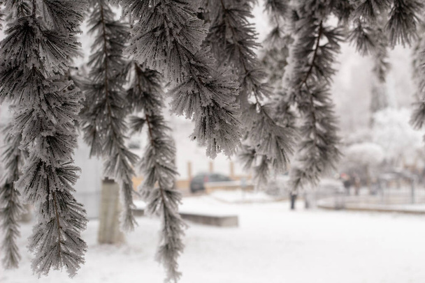 Takken in vorst en sneeuw in de winter. Bevroren boom, conceptvorst, tijdelijk, winter, koud - Foto, afbeelding