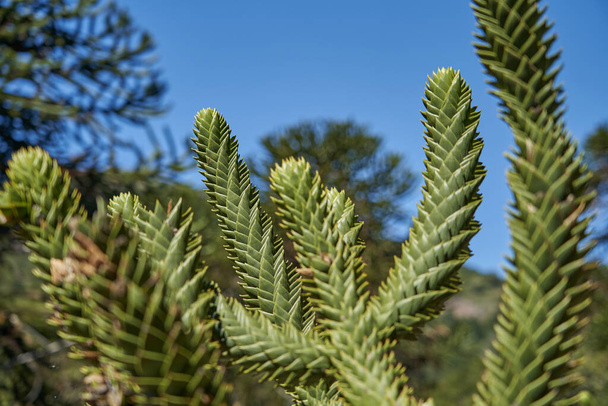 Detail with shallow depth of field of an Araucaria araucana, monkey puzzle tree, monkey tail tree, pinonero, pewen or Chilean pine is an evergreen tree. Close up of conifer in Argentina, South America - Photo, Image