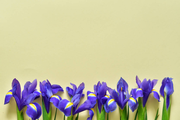 Iris Flowers izolované na žlutém pozadí.Jarní nálada. Kopírovat prostor pro text. Šablona přání na Valentýna. Jarní přání na Den matek nebo na Den žen. 8. března selektivní zaměření - Fotografie, Obrázek