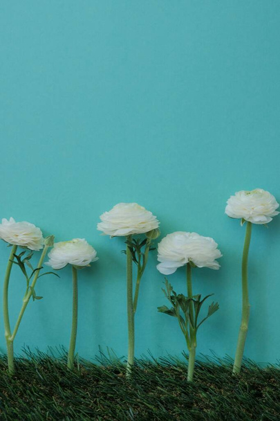 Fehér ranunculus virágok türkiz alapon. Fehér boglárkák. Tavaszi virágok. Virágos gyönyörű háttér. - Fotó, kép