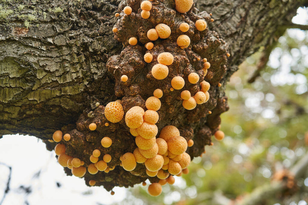 Cyttaria darwinii es un hongo esponjoso, de color naranja y editable que crece en los árboles del hemisferio sur. También conocido como pan indio. Tierra del fuego, Patagonia, Argentina, Sudamérica - Foto, Imagen