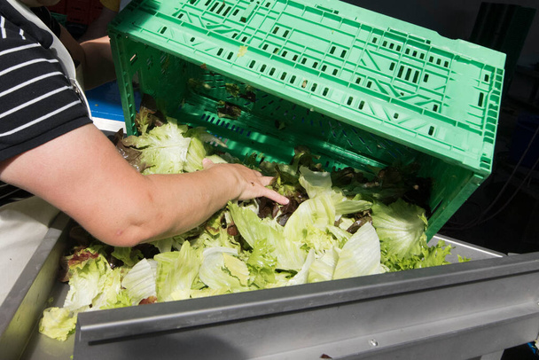 миття салату після збирання на полі, виробництво овочів в сільському господарстві
 - Фото, зображення