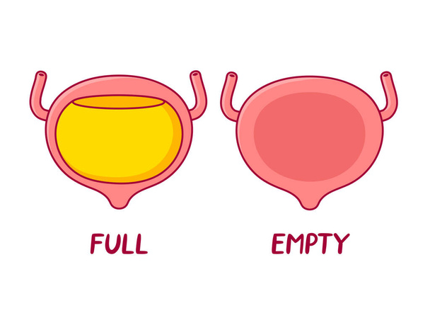 Full and empty human bladder organ. Vector flat line cartoon illustration icon. Isolated on white background - Vector, Image