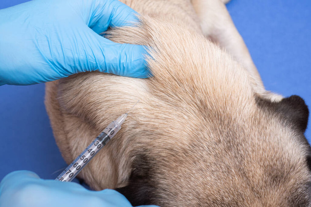 veterinarian in medical gloves giving an injection with a syringe to a pug dog, close up, vaccination of pets - Фото, зображення