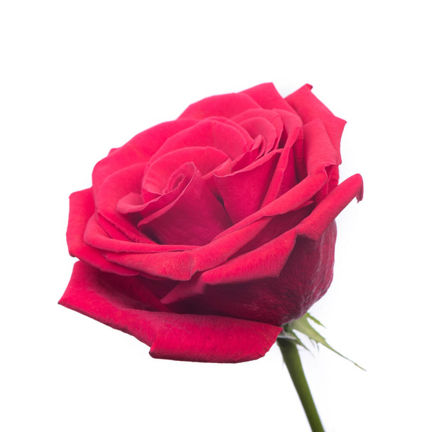 Brote de rosa roja floreciente primer plano aislado sobre fondo blanco - Foto, Imagen