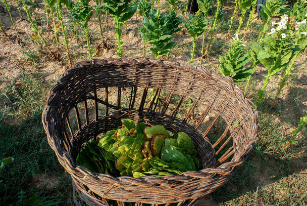 Folhas verdes de tabaco fresco embaladas em uma cesta de palha para venda. Folhas de tabaco para triagem e secagem - Foto, Imagem