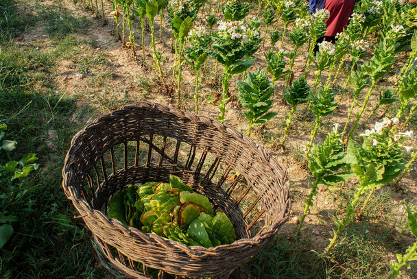 Green fresh tobacco leaves packed in a straw basket for sale. Tobacco leaves for sorting and drying - Photo, Image