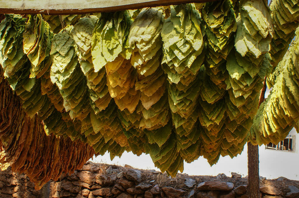 Tradiční způsob sušení tabáku ve stanu, ve venkovské oblasti, v blízkosti domu. Tradiční techniky - Fotografie, Obrázek