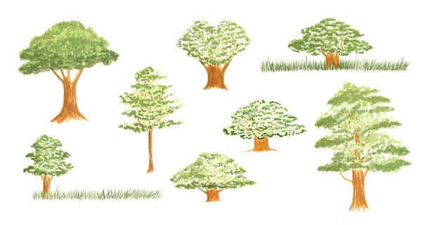 Vesiväri tammi puut asetettu eristetty valkoinen. Käsin piirretyt metsän suunnitteluelementit logolle, hääkortin suunnittelulle, sukupuulle ja muille. - Valokuva, kuva