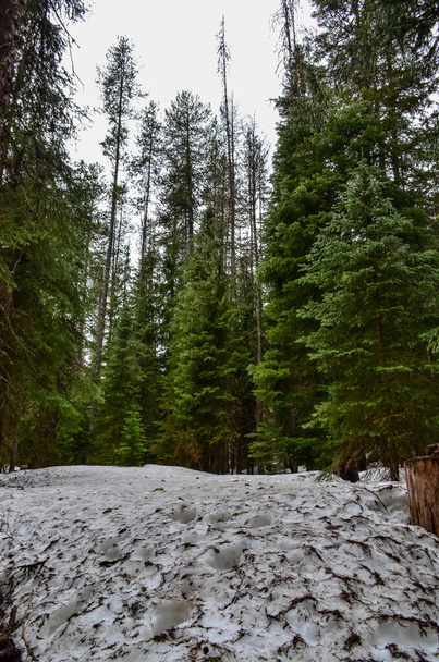 Snowy forest. Dirty melting snow under the trees in the forest. Forest landscape. Montana - Foto, imagen