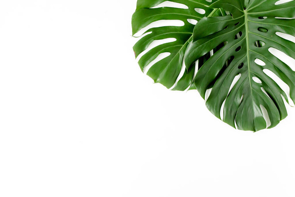 Tropikalne liście palmy Monstera na białym tle. Płaskie ułożenie, widok z góry. - Zdjęcie, obraz