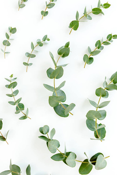 Green leaves eucalyptus isolated on white background. - Photo, Image