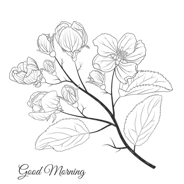 Vektorová ilustrace s kvetoucími květy jablek na bílém pozadí - Vektor, obrázek