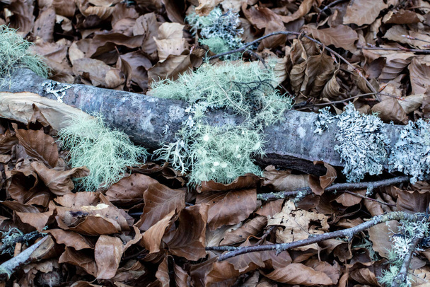 Usnea florida lichen fruticose gris-vert pâle sur la brindille. Barbe de vieil homme, ou lichen de barbe. - Photo, image