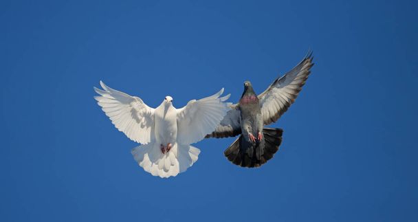 Белые и темные голуби летают на голубом небе - Фото, изображение