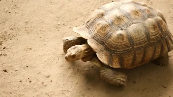 Vista superior, la tortuga camina lentamente por el suelo. caparazón cuadrado en el cuerpo. - Metraje, vídeo