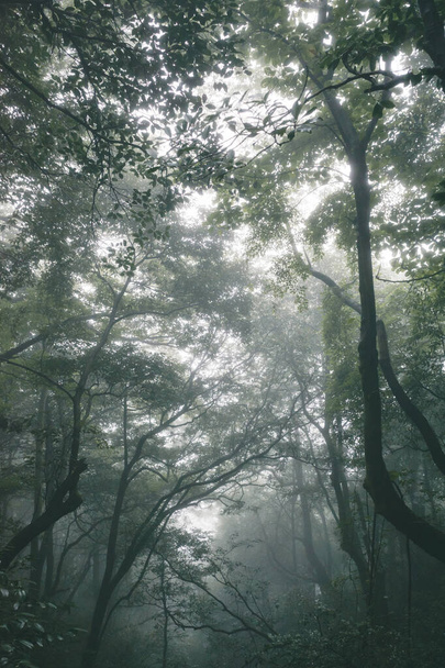 Köd borította erdők a Wugong hegyen (Wugongshan) Jiangxiban, Kínában - Fotó, kép