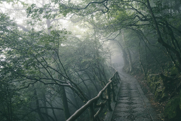Drzewa pokryte mgłą na Wugong Mountain (Wugongshan) w Jiangxi, Chiny - Zdjęcie, obraz