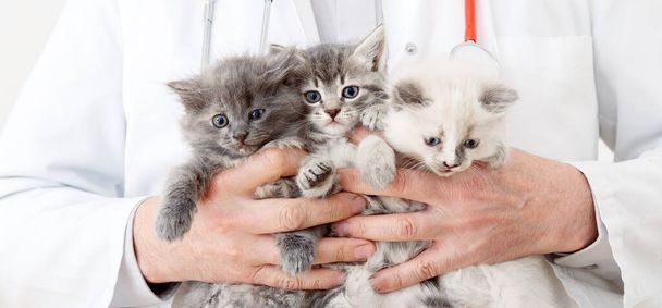 Cats in Vet doctor hands. Doctor veterinarian examining 3 three kittens. Baby cat in Veterinary clinic. Vet medicine for pets and cats. Kittens animal portrait. Long web banner - Φωτογραφία, εικόνα