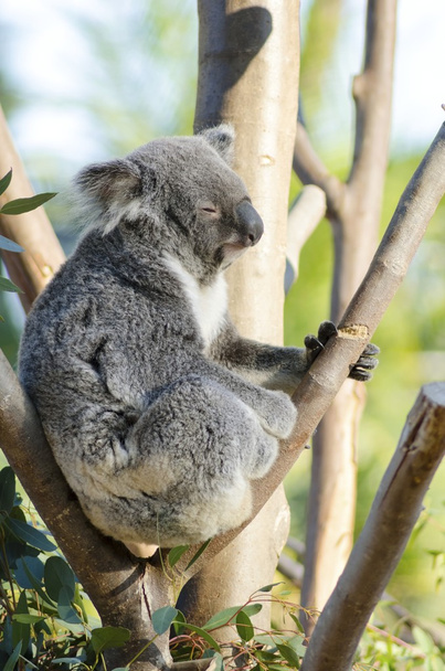 Koala - Foto, afbeelding