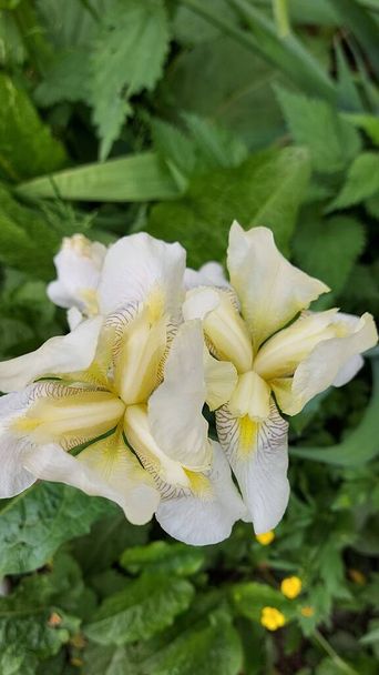 Iride bianca in fiore. Fiori primaverili - Foto, immagini